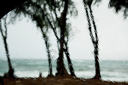 窗上的雨滴和椰枣树图片