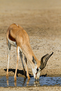 羚羊喝水图片
