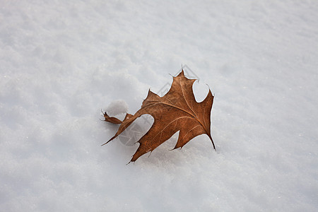 雪上的落叶图片