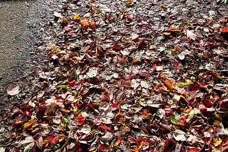 人行道上的湿秋叶图片