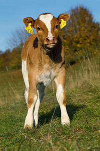 母牛在领域大黑牛站在草地上背景