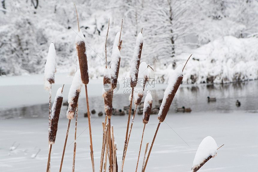雪芦苇特写