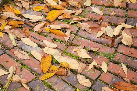 城市街道的秋叶图片