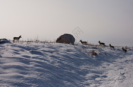 雪山坡上的羚羊图片