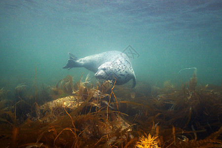 日本海斑豹图片