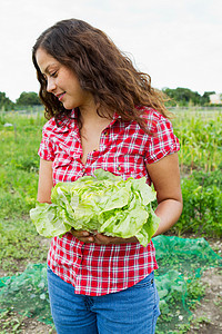 在田野中收卷心菜的年轻女性图片