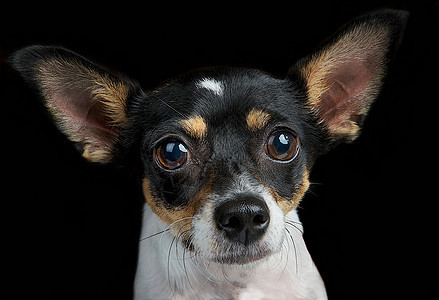 宠物泰瑞犬的工作室肖像图片