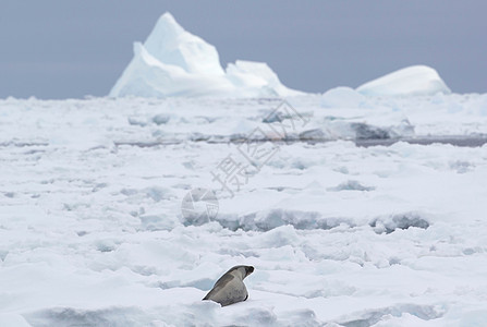 南极洲里的海豹图片