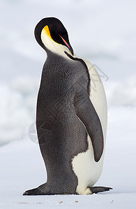 南极洲上的企鹅图片