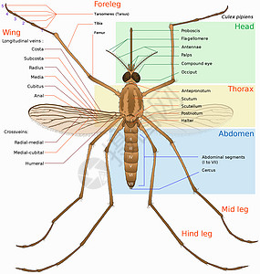 疟原虫淡色库蚊的解剖图解背景