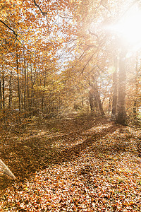 秋天阳光下森林图片
