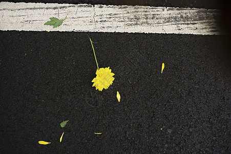 躺在沥青路上的黄色花朵图片