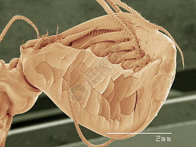 曼蒂德虾天线彩色SEM图片