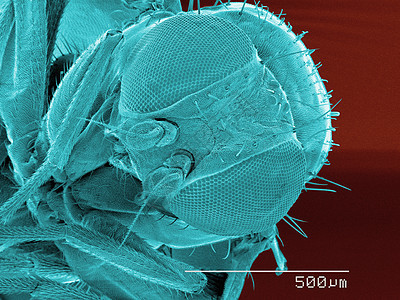 显微镜下的昆虫标本图片