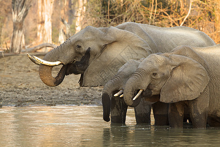 水中的非洲大象图片
