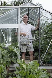 老年男子在温室里给植物浇水图片