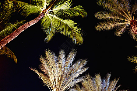 夜间珠状棕榈树的仰视图图片