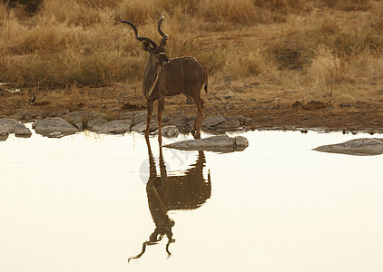 在纳米比亚公园水坑喝水的动物图片
