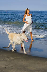 成年孕妇在海滩上行走狗图片
