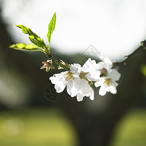 杏仁树花图片