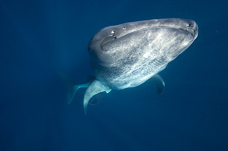 每年夏天成百上千的鲸鲨聚集在墨西哥加勒比海水域图片