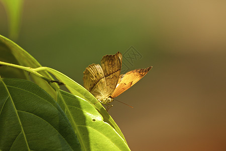 印度喀拉邦泰米尔蝴蝶图片