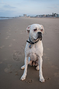 海滩边的白色狗图片