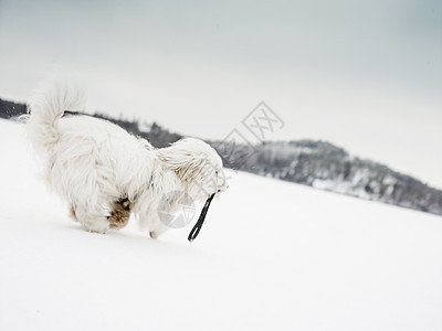 雪地里奔跑的狗图片