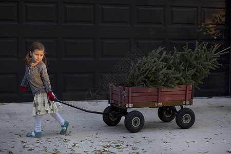 女孩用拉车拉着圣诞树背景图片