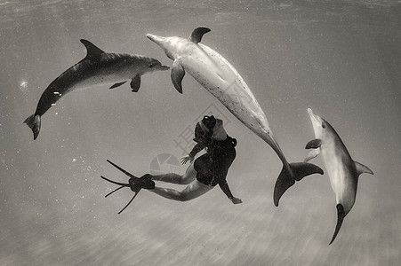 体感互动成年女性潜水员与三只海豚水底互动背景