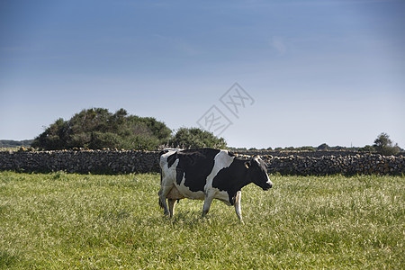 奶牛在草坪里散步图片