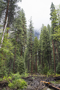 美国加利福尼亚州约塞米特公园森林和落树的景象图片