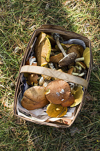 草地上篮子里各种各样的蘑菇图片