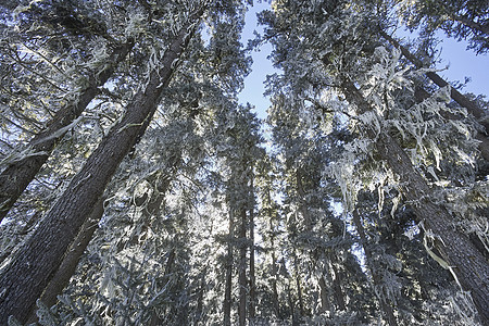 云南香格里拉县雪覆盖树木的低角视图图片
