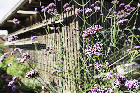 日光花园的紫朵图片