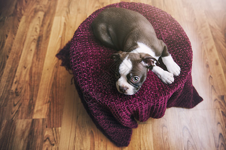 小狗躺在紫色毯子上图片