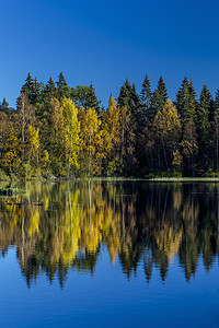 挪威Drobak湖松树和蓝天空图片