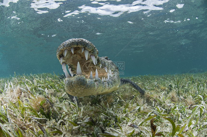 海草上鳄鱼张开口露出牙齿图片