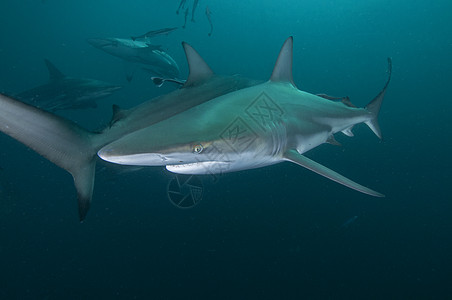 南非德班阿利瓦尔浅滩海洋黑尖鲨图片