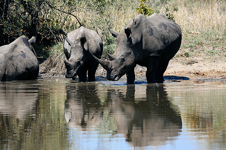 南非沙比草场喝水的犀牛图片