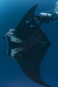 潜水员触摸巨大的太平洋蝠鲼图片