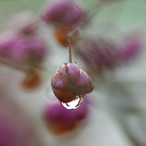 紫色秋带水滴的浆果图片