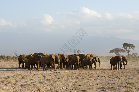 肯尼亚安博塞利公园的非洲象群图片