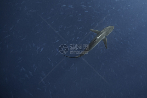 墨西哥科里马市圣本尼迪克托市丝质鲨鱼在猎食时在鲣鱼群上方游动图片