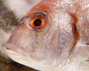 海鲷鱼头的特写背景图片