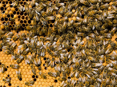 蜜蜂在蜂窝上背景图片