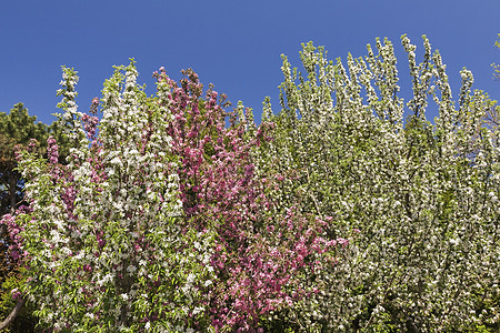 春天开花的树木
图片