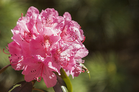 粉红色杜鹃花阿扎利亚花在春天高清图片