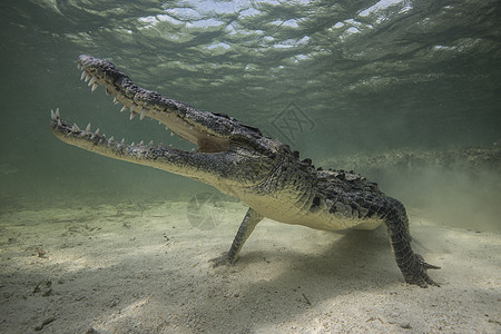 墨西哥海底的美洲领土鳄鱼图片