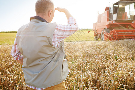 在小麦田中看着收割机的农民背影图片